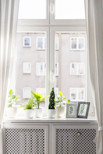 Plants and framed drawings on window sill in bright living room interior. Real photo