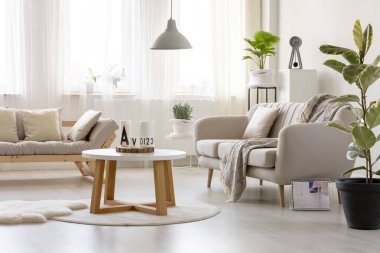 Halı ficus ile basit salon iç kanepe önünde tahta masada. Gerçek fotoğraf