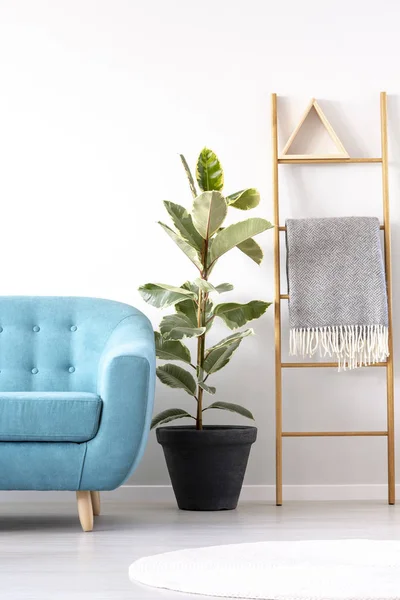 Ficus Zwischen Holzleiter Und Blauem Sofa Modernen Wohnzimmerinterieur Echtes Foto — Stockfoto