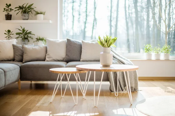 Taze lale vazo ayakta büyük pencere, saksı bitkileri ve gri köşe Salon aydınlık oturma odası iç tablolarla saç tokası