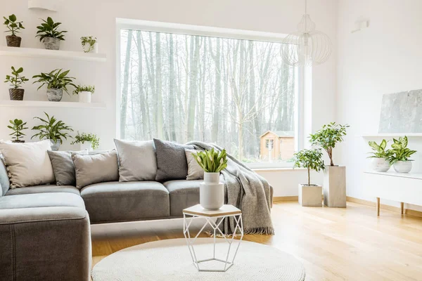 Seramik vazoda Beyaz Laleler aydınlık oturma odası iç köşe kanepe ve saksı bitkileri ile yuvarlak halı üzerinde bir sehpa duran yerleştirilen