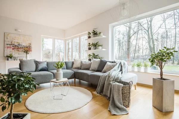 Plantes Vertes Fraîches Dans Salon Blanc Intérieur Avec Canapé Angle — Photo