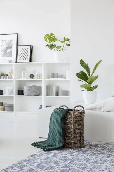 Manta Verde Canasta Sobre Alfombra Salón Interior Blanco Con Planta — Foto de Stock
