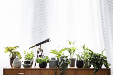 Bitkiler ve salon iç parlak perdeler yanındaki bir ahşap dolap üzerinde bir teleskop duran gerçek fotoğrafı