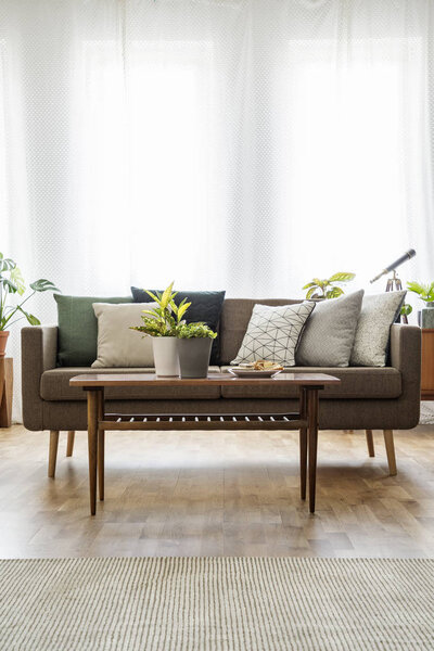 Plants on wooden table in front of couch with pillows in bright living room interior. Real photo