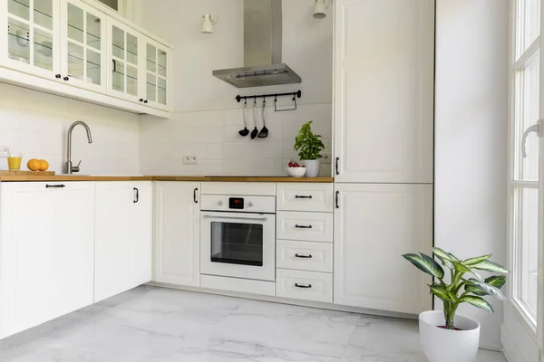 Plant White Kitchen Interior Cabinets Silver Cooker Hood Countertop Real — Stock Photo, Image