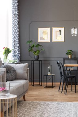 Bitkiler yukarıda duvara posterler ile gri kanepe oturma odası iç halıda. Gerçek fotoğraf