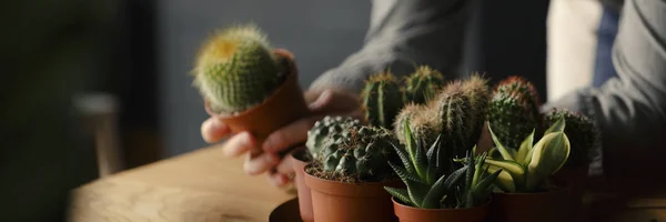 Primer Plano Persona Que Cuida Cactus Suculentas —  Fotos de Stock