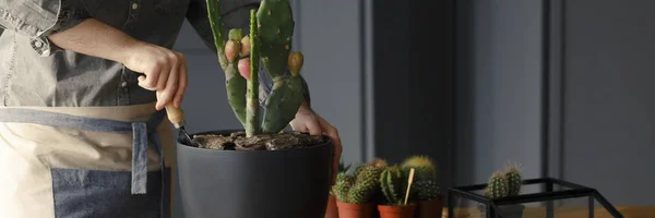 Primo Piano Del Cactus Fertilizzante Giardiniere Lavoro Come Passione Hobby — Foto Stock