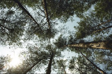 Ağaçlar orman, gökyüzü ve bulutlar ile duvar kağıdı