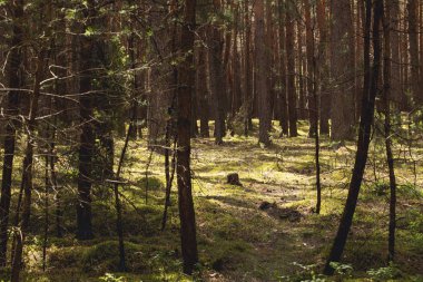 Flora ağaçlar orman ve güneş ışığı ile peyzaj