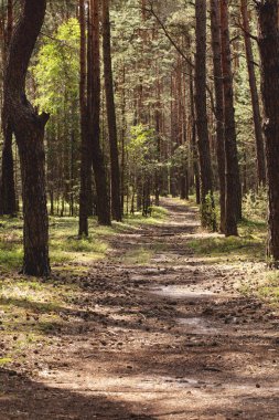 Geçit Park ağaçlar, bitkiler ve yaz aylarında güneş ışığı ile