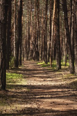 Orman florası. Ağaçlar ve güneş ışığı ile yaz aylarında geçit