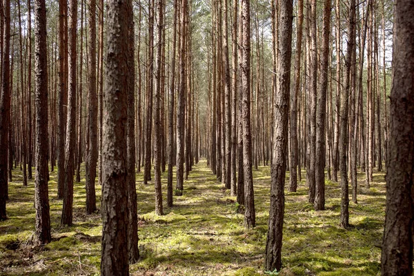 Paisaje Árboles Plantas Bosque Durante Verano — Foto de Stock