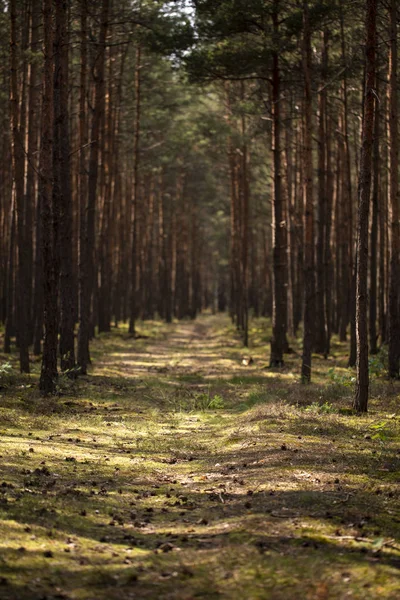 Luz Del Sol Pasarela Bosque Con Árboles Durante Verano — Foto de Stock