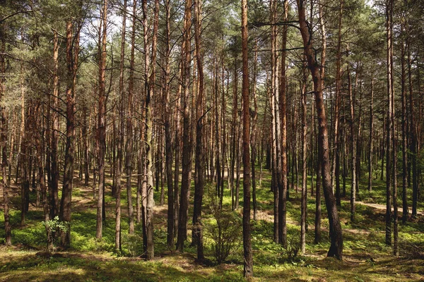 Luz Solar Bosque Con Árboles Plantas Paisaje Del Bosque — Foto de Stock