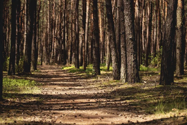 Krajina Flóry Chodník Lese Stromy Slunce — Stock fotografie