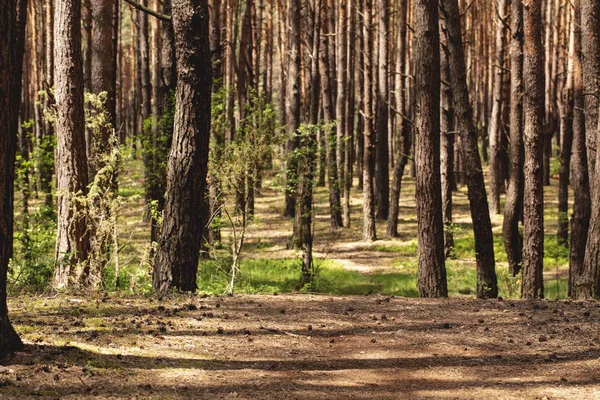 Background Natural Woodland Sunlight Trees Walkway — Stock Photo, Image