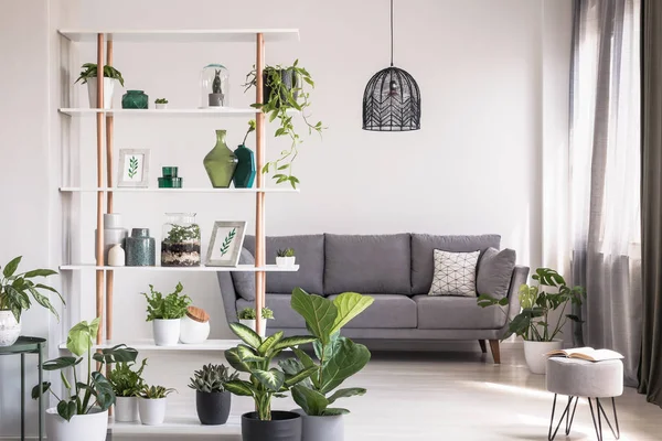 実際の写真の棚の装飾や植物の背景にグレーのソファー モダンなリビング ルームのインテリア — ストック写真