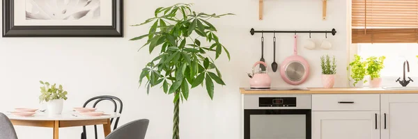 Plant Middle White Kitchen Interior Dining Room Interior Pastel Pink — Stock Photo, Image