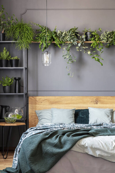 Plants above wooden bed with green blanket in grey bedroom interior with lamp. Real photo