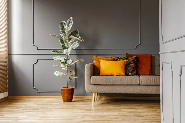 Ficus Bredvid Bruna Soffan Med Orange Kuddar Mörk Grå Lägenhet — Stockfoto