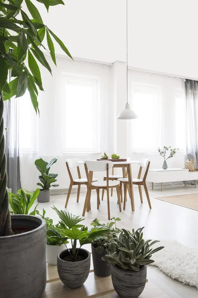 Plantas Interior Luminoso Comedor Con Sillas Blancas Mesa Madera Debajo — Foto de Stock