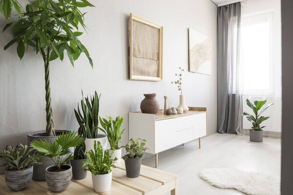 Plants next to white cupboard under burlap artwork in bright living room interior with window. Real photo