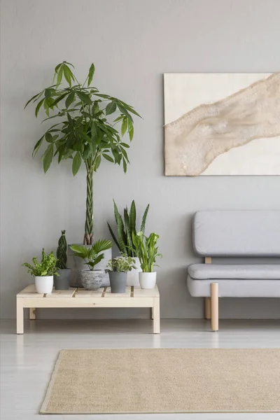 Pflanzen Auf Holztisch Neben Grauem Sofa Skandinavischen Wohnzimmer Mit Teppich — Stockfoto