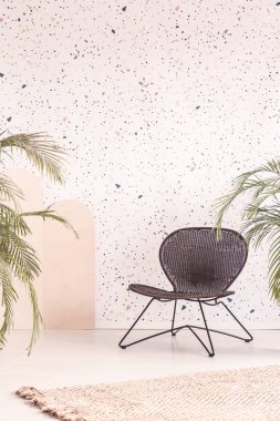 Siyah sandalye bir oda iç noktalı duvar kağıdı ile bir halıya önünde bitkiler arasında ayarla