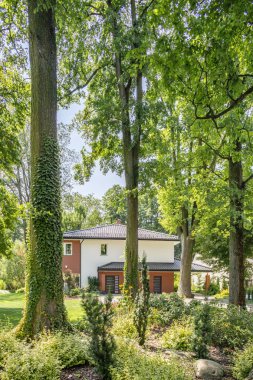Ağaçlar flora ile orman ve arka planda bahçeli ev