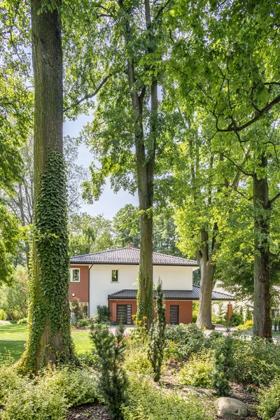 Bomen Het Bos Met Flora Huis Met Tuin Achtergrond — Stockfoto