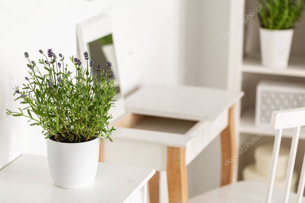 Close-up of a lavender in a white flower pot on a white table with a dressing table and chair in the blurred background