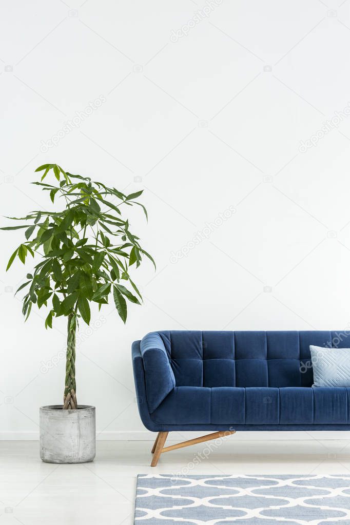 Palm next to navy blue sofa with cushion in white flat interior with carpet. Real photo
