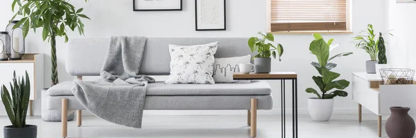 灰色の毛布と枕の新鮮な植物に白のリビング ルームのインテリアの実際の写真の立っているラウンジ — ストック写真