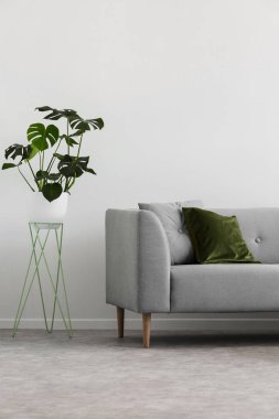 Basit salon iç yeşil yastık ile gri kanepenin yanındaki bitki. Gerçek fotoğraf