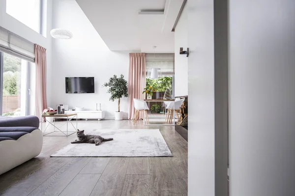 Chat Gris Sur Tapis Dans Salon Spacieux Intérieur Avec Plante — Photo