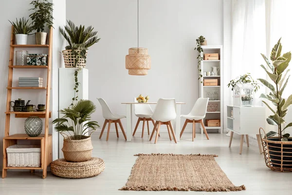 Plantas Prateleiras Tapete Interior Apartamento Branco Com Cadeiras Mesa Jantar — Fotografia de Stock