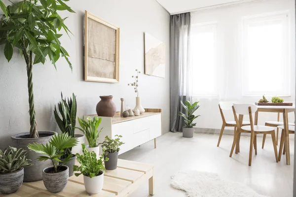 Windows with curtains in real photo of bright dining room interior with fresh green plants, white cupboard with decor and posters with fabrics