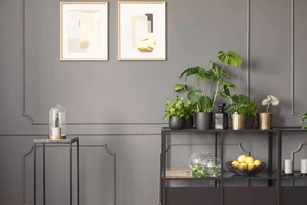 Posters on grey wall with molding in flat interior with plants on shelves next to black table. Real photo