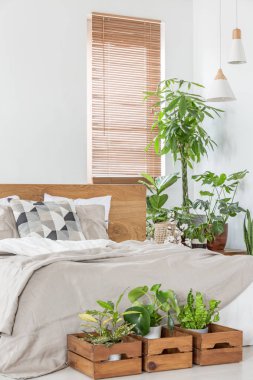 Bitkiler, pencere panjur ve yatak ile bir parlak yatak odası iç gerçek fotoğraf
