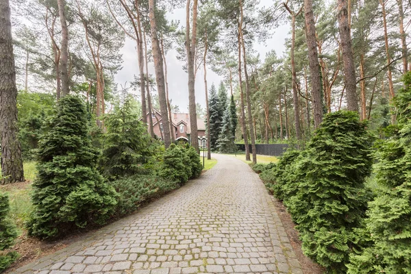 Estrada Cobblestone Floresta Que Conduz Uma Casa Velha Foto Real — Fotografia de Stock