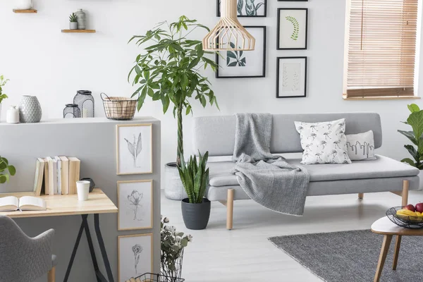 Pflanzen Einem Grauen Wohnzimmer Mit Sofa Kunstsammlung Und Schreibtisch Echtes — Stockfoto