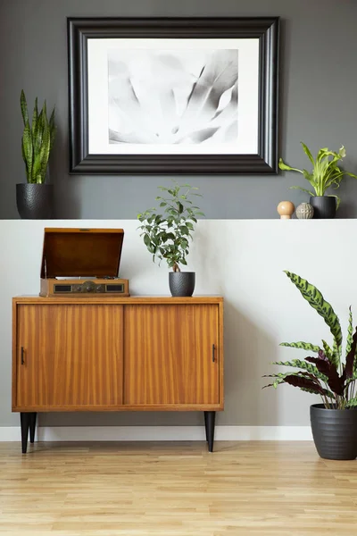 Retro Cabinet Phonograph Plants Painting Wall Living Room Interior Real — Stock Photo, Image