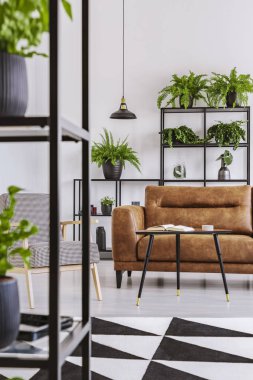 Desenli halı tablo, kahverengi kanepe ve koltuk çatı iç bitkiler ile yakın. Gerçek fotoğraf