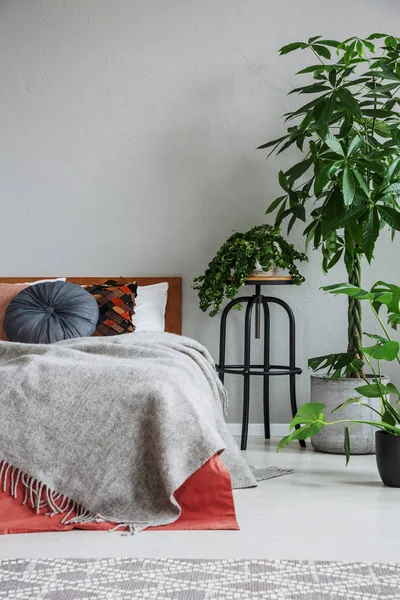 Planten Naast Bed Met Rode Grijze Lakens Kussens Natuurlijke Slaapkamer — Stockfoto