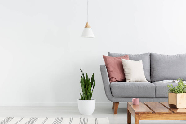 Зеленое растение в белом горшке рядом с серым удобным диваном с двумя подушками в стильном интерьере гостиной, настоящее фото
