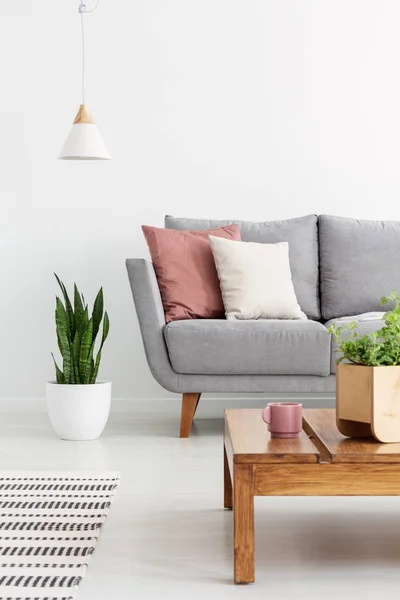 Almohadas Sofá Gris Blanco Simple Salón Interior Con Planta Sobre — Foto de Stock