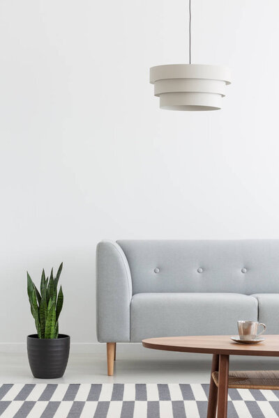 Plant next to grey couch in white flat interior with lamp and wooden table on carpet. Real photo