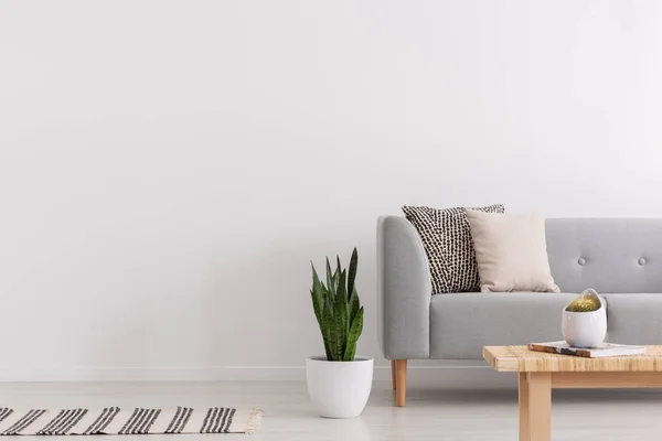 Alfombra Planta Junto Sofá Gris Interior Sala Estar Con Espacio — Foto de Stock